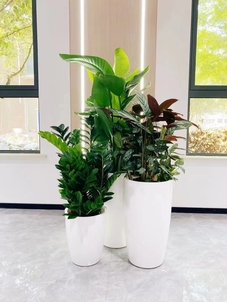 宁波江北绿化养护